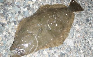 21年版 電動リールバッテリー 人気おすすめランキング 釣り具店員の釣りブロ